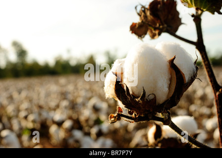 Boll der Baumwollanbau in Abend Sonnenlicht Stockfoto