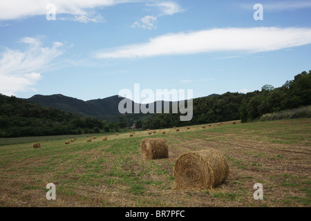 Heu Ballen Pflanzen in Volcanic Zone Nationalpark in der Nähe von Olot in La Alta Garrotxa Comarca Girona Provinz Katalonien Spanien Stockfoto