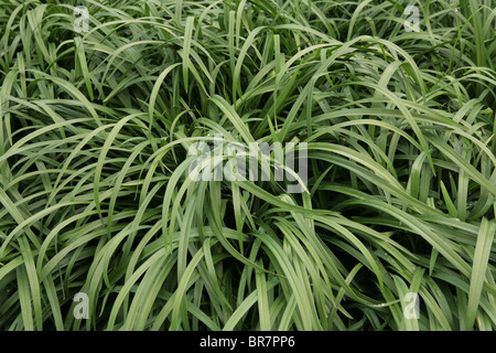 Vegetation aus kurzer Distanz gesehen. Stockfoto