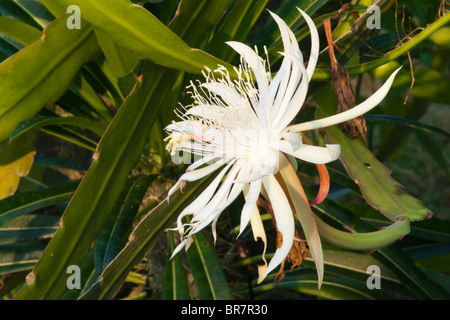 Nacht – Blooming Cereus Stockfoto