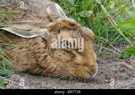 Braune Hasen (Lepus Europaeus) verstecken Vegetation auf stillgelegten Flugplatz Piste. Stockfoto