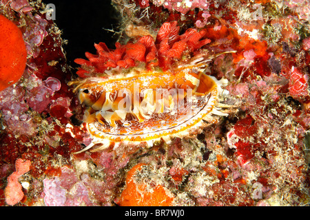 Spondylus oder Riesen dornige Oyster Shell, Spondylus Varius, zeigt den Mantel. Früher bekannt als Spondylus Platzleitung. Stockfoto