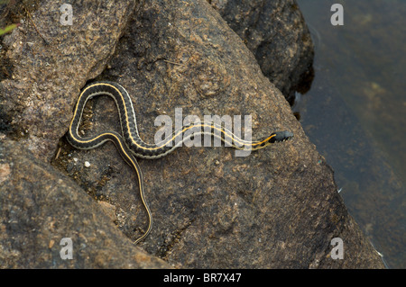 Ein Western-Schwarzhals-Gartersnake (Thamnophis Cyrtopsis Cyrtopsis) balanciert über eine Wüste Creek in Tucson, Arizona. Stockfoto