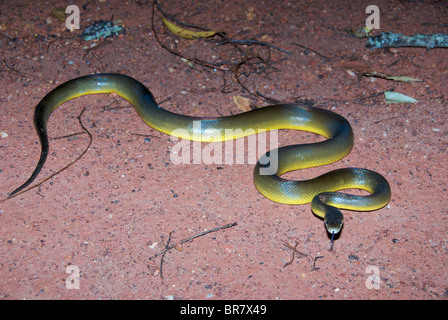 Ein Wasser-Python (Liasis Fuscus) bei Fogg Dam Conservation Reserve, Northern Territory, Australien. Stockfoto