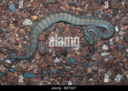 Eine nördliche Death Adder (Acanthophis Praelongus) in eine defensive Haltung auf einem Schotterweg in Northern Territory, Australien. Stockfoto