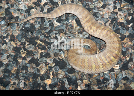 Eine nördliche Death Adder (Acanthophis Praelongus) in eine defensive Haltung auf einem Schotterweg in Northern Territory, Australien. Stockfoto