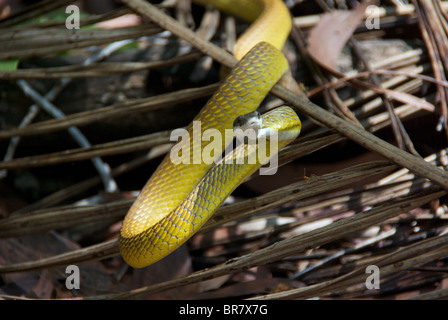 Eine goldene Baumschlange (Dendrelaphis Punctulata) in eine defensive Position. Stockfoto