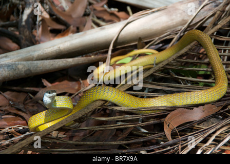 Eine goldene Baumschlange (Dendrelaphis Punctulata) in eine defensive Position. Stockfoto