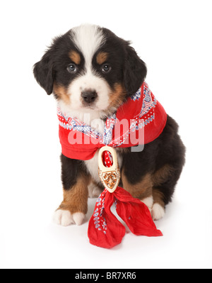 7 Wochen alten Schal Berner Sennenhund tragen einen roten Bauern Stockfoto