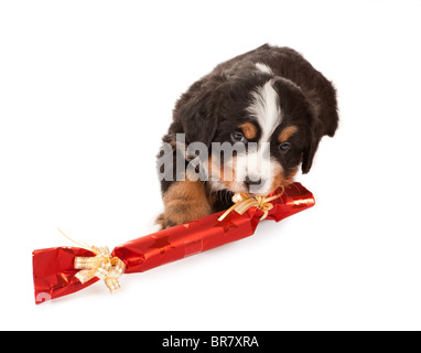 Berner Sennenhund Welpe spielt mit einem Weihnachtsgeschenk Stockfoto