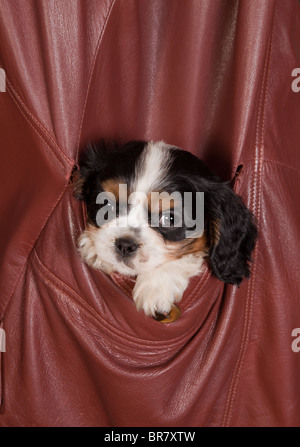 Verschlafene 7 Wochen alt cavalier King Charles Welpe Hund Stockfoto