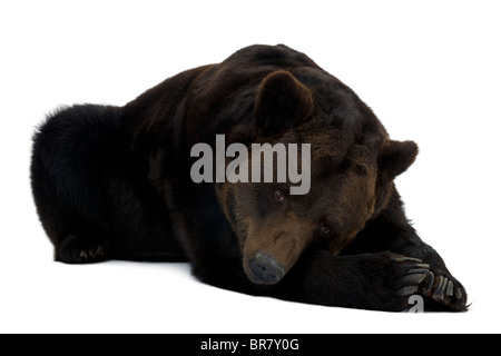 Sibirische Braunbär, 12 Jahre alt, vor weißem Hintergrund liegen Stockfoto