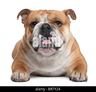 Englische Bulldogge, 18 Monate alt, vor weißem Hintergrund liegen Stockfoto