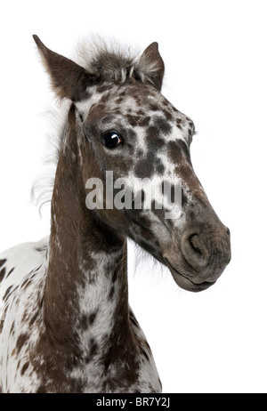 Nahaufnahme eines Fohlens Kreuzung zwischen einem Appaloosa und Friesen, 3 Monate alt, vor weißem Hintergrund Stockfoto