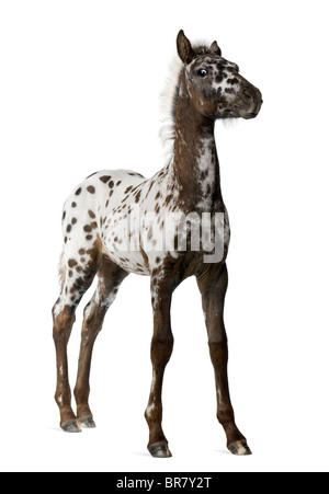 Kreuzung Fohlen zwischen einem Appaloosa und Friesen, 3 Monate alt, vor weißem Hintergrund Stockfoto