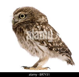 Steinkauz, 50 Tage alt, Athene Noctua, steht man vor einem weißen Hintergrund Stockfoto