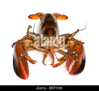 Amerikanischen Hummer, Häutung Americanus, vor weißem Hintergrund Stockfoto
