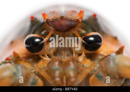 Nahaufnahme des amerikanischen Hummer, Häutung Americanus, vor weißem Hintergrund Stockfoto