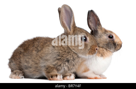 Porträt der Europäischen Kaninchen, Oryctolagus Cuniculus, sitzen vor weißem Hintergrund Stockfoto