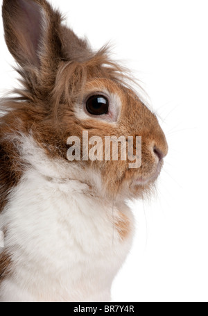 Nahaufnahme eines europäischen Kaninchen Oryctolagus Cuniculus, vor weißem Hintergrund Stockfoto