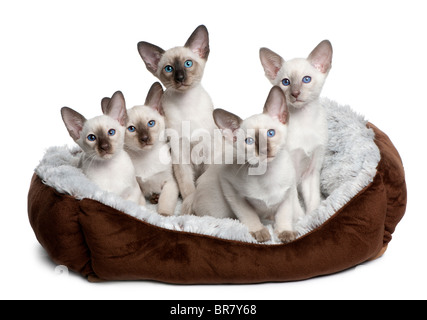 5 siamesische Kätzchen, 10 Wochen alt, sitzen in Katze Bett vor weißem Hintergrund Stockfoto