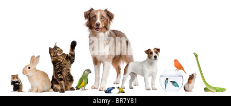 Gruppieren von Haustieren vor weißem Hintergrund Stockfoto