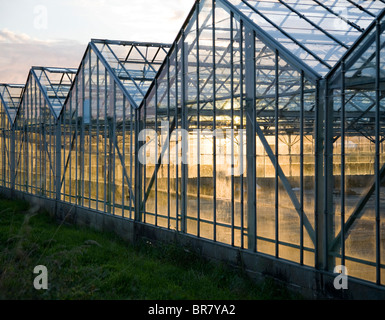 Stahlskelettbauweise Glasshouse oder Gewächshäuser in Gärtnerei, Landwirtschaft betrieben und landwirtschaftlichen Maschinen, Tarleton, Lancashire, uk Stockfoto