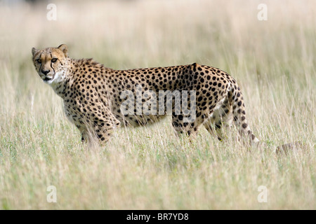 ein Gepard stalking durch Grünland Stockfoto
