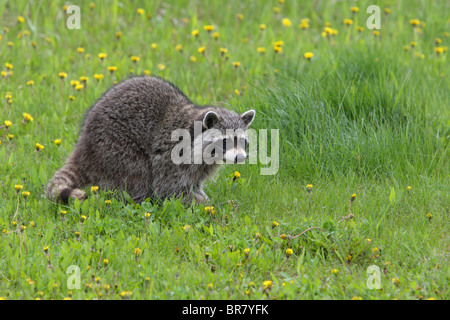 Waschbär Procyon Lotor zu Fuß durch ein Feld voller Dandylions und langen grass Stockfoto