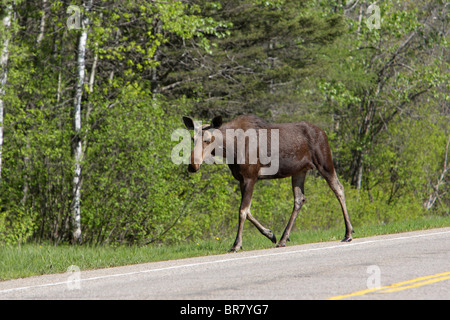 Elch-Alces Alces zu Fuß entlang der Seite einer Straße Blickkontakt Stockfoto