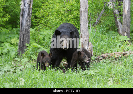 Schwarzbär Ursus Americanus Mutter mit ihren zwei kleinen Jungen beiderseits der ihr Auge-Kontaktaufnahme Stockfoto