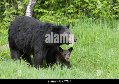 Schwarzbär Ursus Americanus Mutter stehen lange Gras mit ihrem kleinen Jungen unter ihr Fell Stockfoto