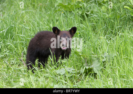 Schwarzbär Ursus Americanus kleine Cub stehen die langen Gras am Rande eines Waldes mit Blickkontakt Stockfoto