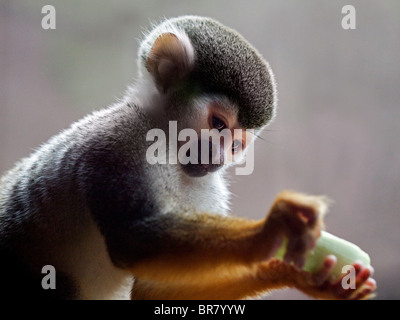 Essen hält gemeinsame Totenkopfaffen (Saimiri Sciureus) Stockfoto