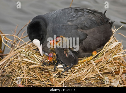 Blässhuhn mit zwei Babys (Cutie) auf ihrem Nest im Vereinigten Königreich. Stockfoto