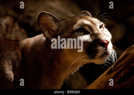 Ein Blick in die Sonne aus dem Unterholz puma Stockfoto