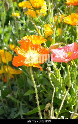 Kalifornische Mohn (Eschscholzia Californica) Stockfoto