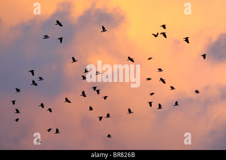 Herde mit Kapuze Krähe fliegen in der Dämmerung Himmel. Estland, Europa Stockfoto