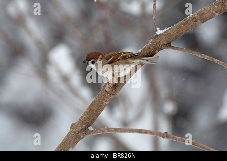 (Eurasischen) Baum-Spatz (Passer Momtanus) thront auf einem Ast im Schnee Stockfoto