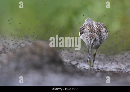 Grünschenkel (Tringa Nebularia) ist Jagd fliegen für Lebensmittel. Stockfoto