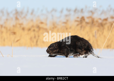 Wilde Eurasische Biber (Castor Fiber) zu Fuß auf dem Land, auf der Suche nach Nahrung. März. Stockfoto
