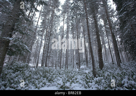 Kiefer-Plantage im Winter mit Schnee mit Rhododendron Ponticum, Schottland, Vereinigtes Königreich Stockfoto