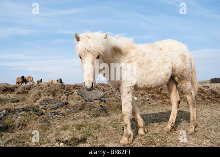 Isländische Pferd, Island Stockfoto