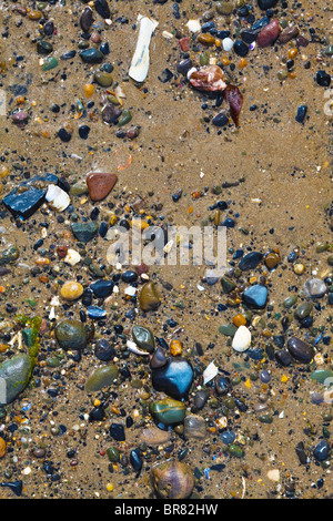 Strand Hintergrund - nasse Kieselsteine und Muscheln im Sand Stockfoto