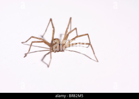 UK House Spider auf weißem Hintergrund Stockfoto