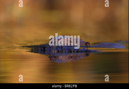 Wilde Eurasische Biber (Castor Fiber) Schwimmen im Wasser in der Abenddämmerung. Stockfoto