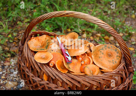 Falscher Safran feingehackter (Lactarius Reizker) in einem Korb, September erntefrisch Stockfoto