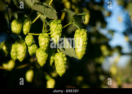 Hopfen wächst an den Rebstöcken im Feld Stockfoto