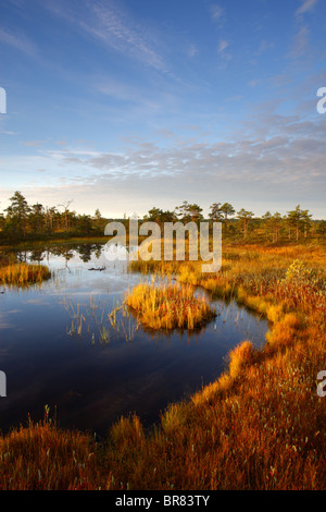 Männikjärve Bog in sunrise and fall colors, Endla Nature Reserve, Estonia Stockfoto