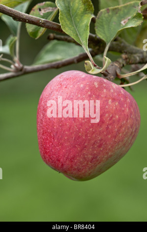 Einzelne reifen roten Apfelwein Apfel hing an einem Baum in einem Somerset Orchard Porträt Stockfoto